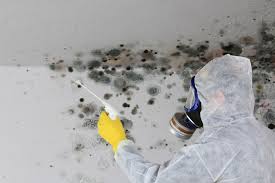 Mold Odor Removal Services in Albion, NE